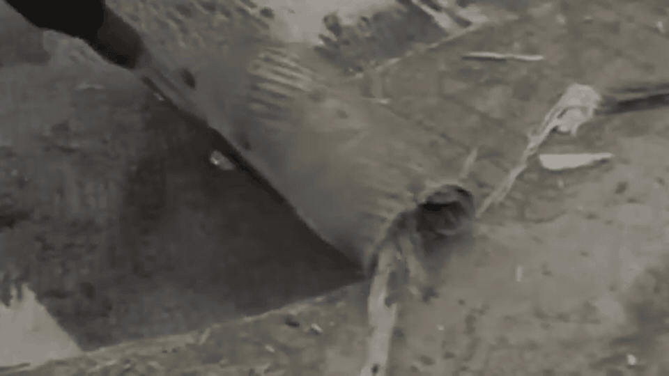 Peeling floor tile in one pass